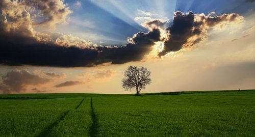 自然治癒力をご存知？驚きの効果について
