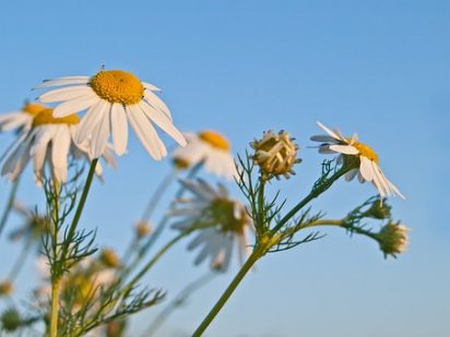 カモミールティーにおどろきの効果？からだの不調を整えましょう