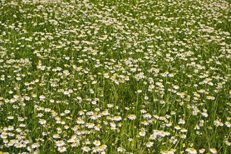 カモミールティーにおどろきの効果？からだの不調を整えましょう