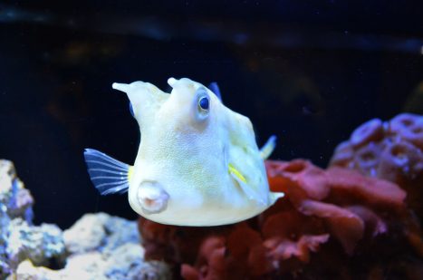 2019年を占う12星座の物語12【魚座】