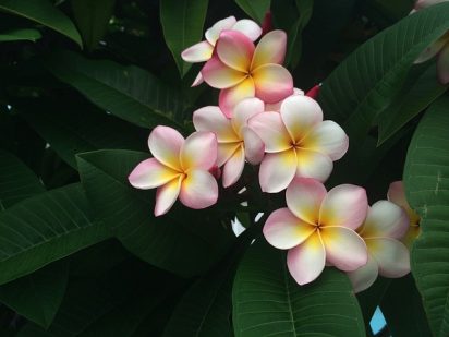 ホ・オポノポノで心を開放する！幸せになる4つの言葉とは？