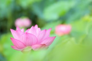 厄年のお祓いって受けるべき？