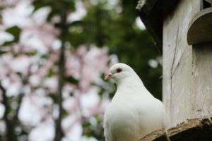 2020年最新！開運・効果最強の恋愛運をあげる待受画像