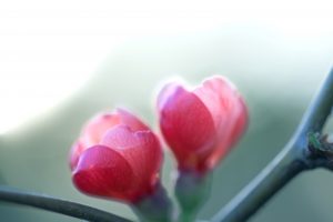 新生活に向けて！レイキの３つの使い方