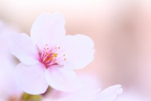 新生活に向けて！レイキの３つの使い方