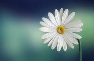 夢占い－花の夢は何を意味するのか
