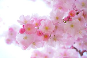 夢占い－花の夢は何を意味するのか