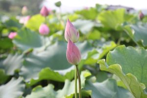 夢占い－花の夢は何を意味するのか