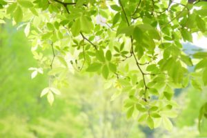 【レイキ】二十四節気「清明」を心身ともに清らかに過ごす方法
