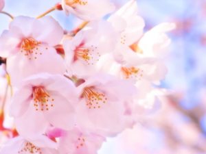 【レイキ】二十四節気「清明」を心身ともに清らかに過ごす方法
