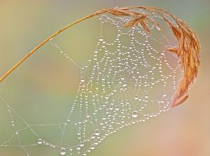夢占い－蜘蛛（クモ）の夢は何を意味するのか？