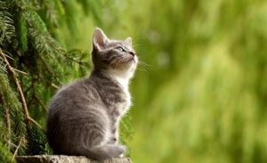 結婚に関するジンクス6選！星座別の魅力の上げ方も紹介