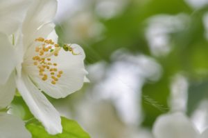 夢占い－蜘蛛（クモ）の夢は何を意味するのか？