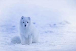 夢占い－雪の夢は何を意味するのか？