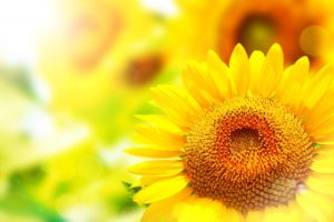 夏野菜は陰の食べ物が多い？食べ物の陰陽と冷えとり