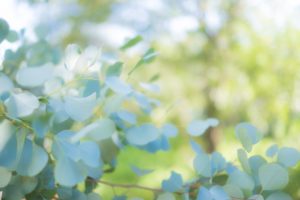 マスクにも使えるアロマスプレーで薫る感染症予防！【抗菌・抗ウイルス・免疫力アップ】