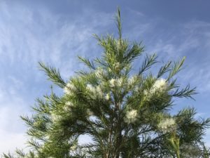 マスクにも使えるアロマスプレーで薫る感染症予防！【抗菌・抗ウイルス・免疫力アップ】