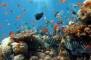 冬におすすめ！水族館デートのおすすめポイント＆選び方を解説！