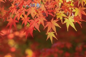 「ありがとう」がキーワード！2020年「新嘗祭」の過ごし方【11月23日】