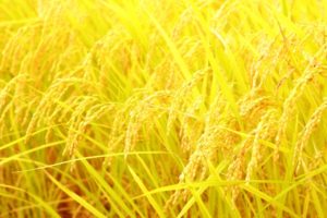 「ありがとう」がキーワード！2020年「新嘗祭」の過ごし方【11月23日】