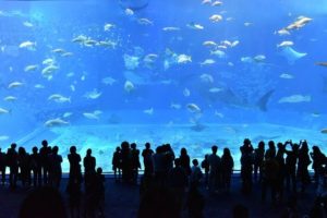 冬におすすめ！水族館デートのおすすめポイント＆選び方を解説！
