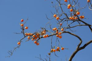 夢占い－故郷の夢は何を意味するのか？