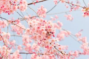 節分を楽しむための由来と雑学を紹介！