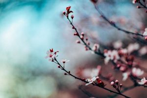 お花見の由来、桜の花言葉って？