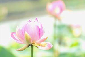 【4月8日】花祭りの3つの過ごし方【灌仏会】
