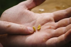 八十八夜は物事の種まきにぴったりな開運デー！新茶で殺菌作用も【2021年は5月1日】