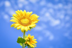 エンジェルナンバー「21」の意味とは？天使はあなたに何を告げようとしているのか？