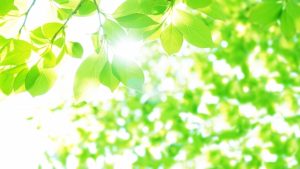 八十八夜は物事の種まきにぴったりな開運デー！新茶で殺菌作用も【2021年は5月1日】