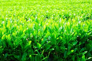 八十八夜は物事の種まきにぴったりな開運デー！新茶で殺菌作用も【2021年は5月1日】