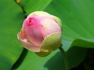2021年の新生活に向けて開運したいならこれ！おすすめの待ち受け画像7選