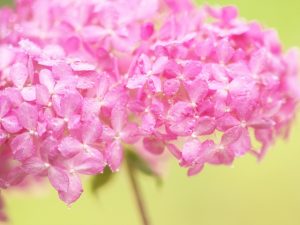 【入梅】梅雨の期間を気持ちよく過ごすための3つの開運アクション【2021年は6月11日】