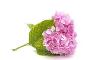 紫陽花の浄化パワーで憂鬱な梅雨を乗り切ろう！6月におすすめのおまじない