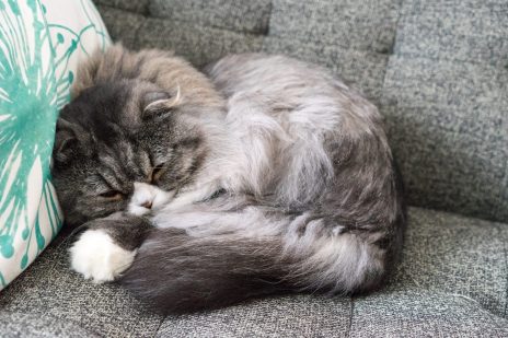 夢占いと猫