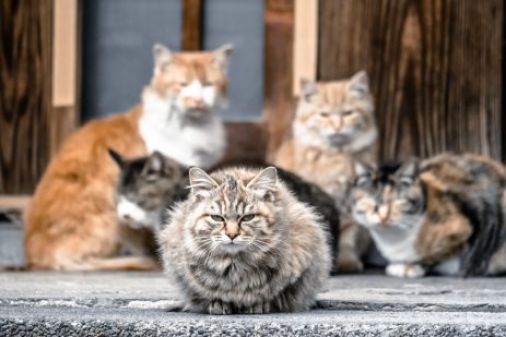 夢占いと猫
