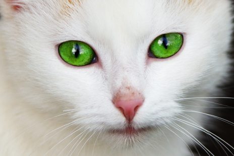 夢占いと猫