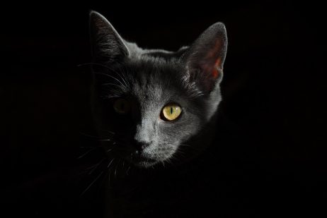 夢占いと猫