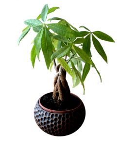 観葉植物と風水