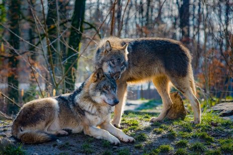動物占いと狼