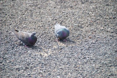 「転職した方がいいのでしょうか？」ワンオラクル（一枚タロット）で観る運勢（３）