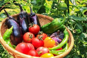 夏野菜は陰の食べ物が多い？食べ物の陰陽と冷えとり