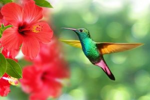夏の花言葉5選で恋愛運を上げよう！