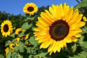 夏の花言葉5選で恋愛運を上げよう！