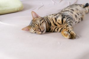 レイキを使って夏バテ対策！