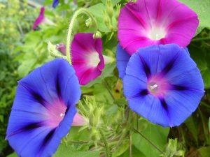 夏の花言葉5選で恋愛運を上げよう！