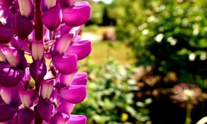 9月の花言葉って？パワーをもらえる6種類を紹介
