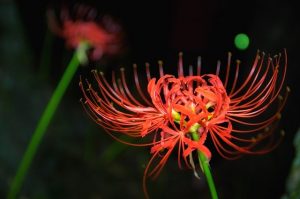 9月の花言葉って？パワーをもらえる6種類を紹介